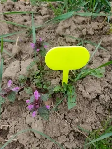 Outdoorové kotlíky Kinekus Tabuľka zapichovacia do záhrady 25x7x0,3cm plasová,  balenie 10ks