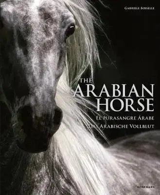 Fotografia Arabian Horse