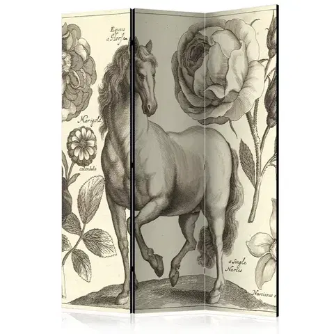 Paravány Paraván Horse Dekorhome