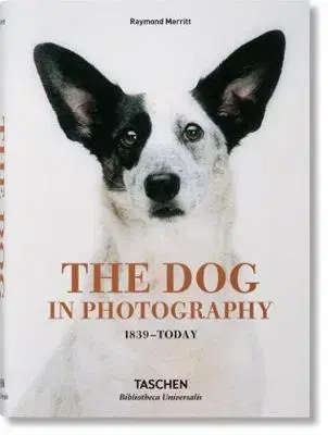 Fotografia Dogs - Raymond