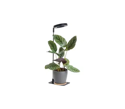 Lampy  LED stmievateľná stolná lampa na pestovanie rastlín VERDI LED/5W/5V 1300K čierna 004321