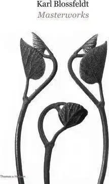 Fotografia Karl Blossfeldt: Masterworks - Hansjörg Küster,Ann Wilde