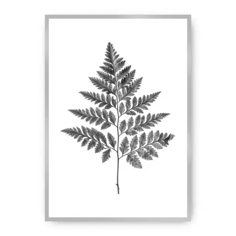 Obrazy Plagát Fern Grey