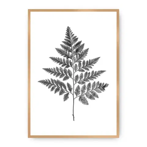 Obrazy Plagát Fern Grey