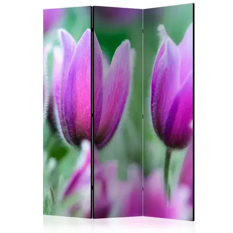 Paravány Paraván Purple spring tulips Dekorhome