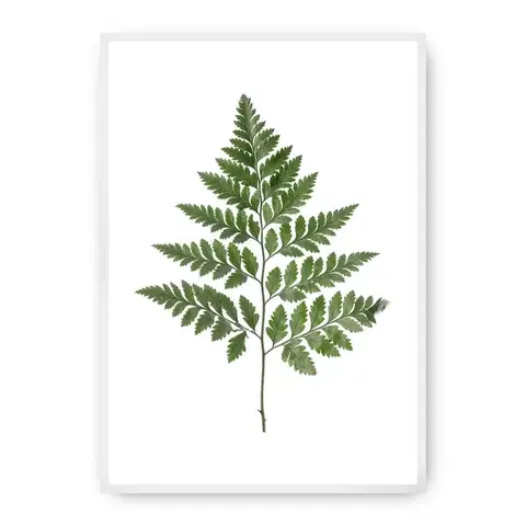 Obrazy Plagát Fern Green