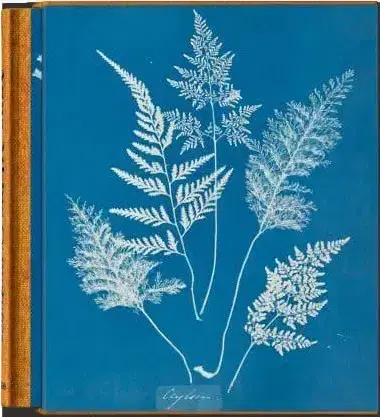 Fotografia Anna Atkins - Cyanotypes