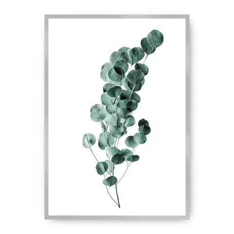Obrazy Plagát Eucalyptus Emerald Green