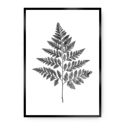 Obrazy Plagát Fern Grey