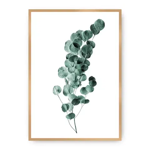 Obrazy Plagát Eucalyptus Emerald Green