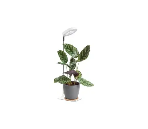 Lampy  LED stmievateľná stolná lampa na pestovanie rastlín VERDI LED/5W/5V 1300K biela 004320