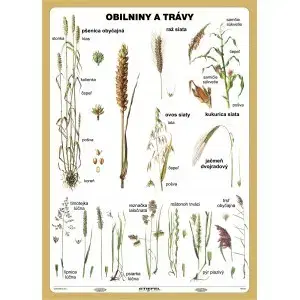 Učebnice - ostatné Obilniny a trávy - A4 karta