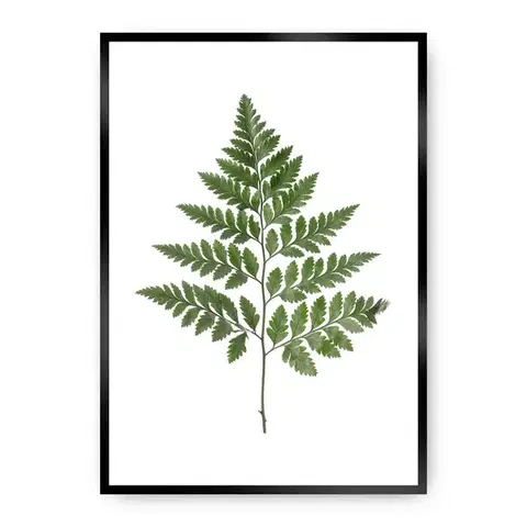 Obrazy Plagát Fern Green