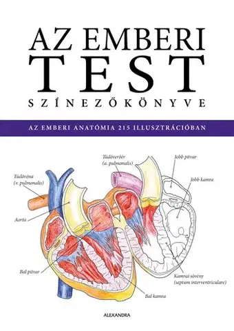 Biológia, fauna a flóra Az emberi test színezőkönyve