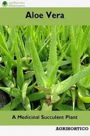 Hobby - ostatné Aloe Vera