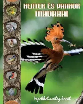 Príroda Kertek és parkok madarai