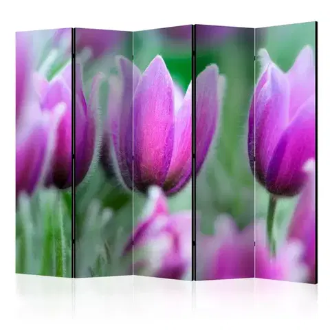 Paravány Paraván Purple spring tulips Dekorhome