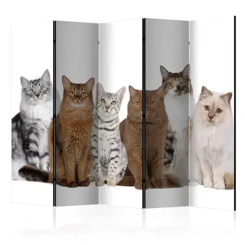 Paravány Paraván Sweet Cats Dekorhome