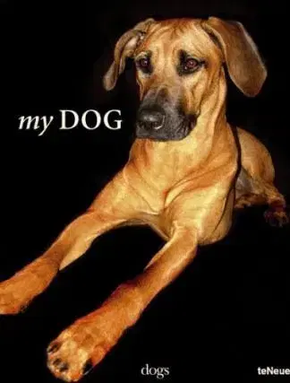 Cudzojazyčná literatúra My Dog - Kolektív autorov