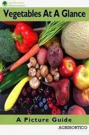 Hobby - ostatné Vegetables At A Glance